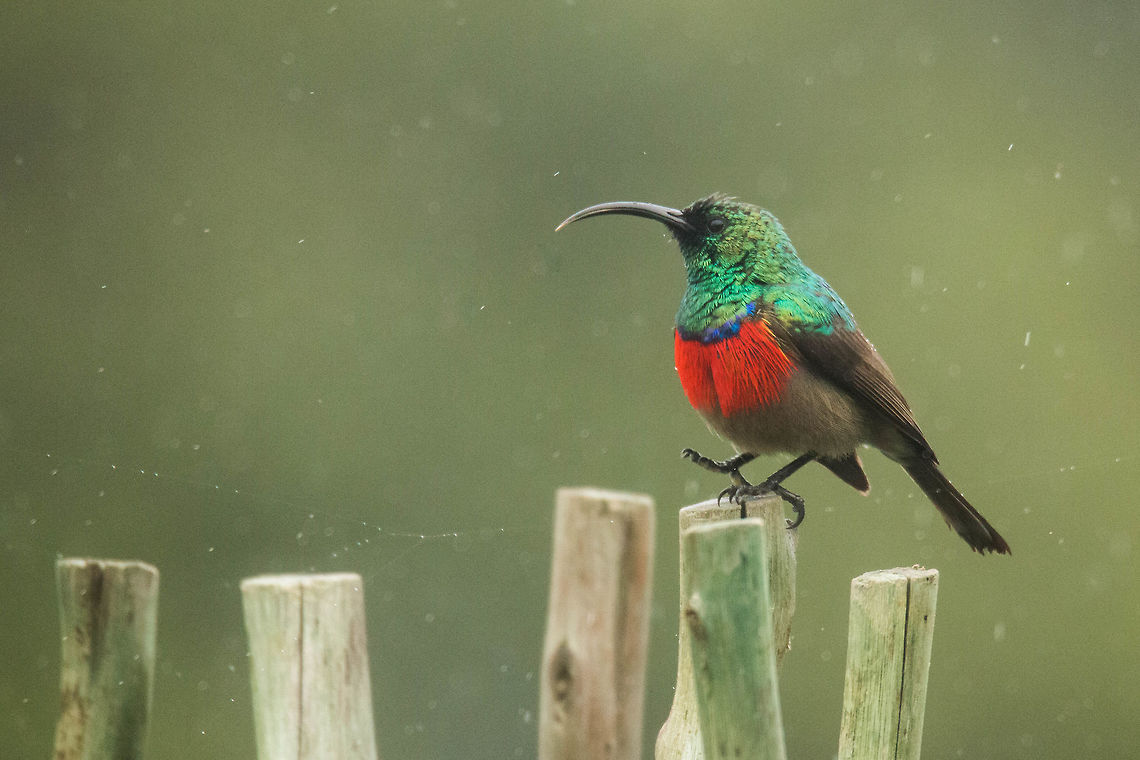 Greater double-collared sunbird The specks are rain and yes, water on my lens! Cinnyris afer,Geotagged,South Africa,Winter,birds,greater double-collared sunbird,south africa,sunbirds