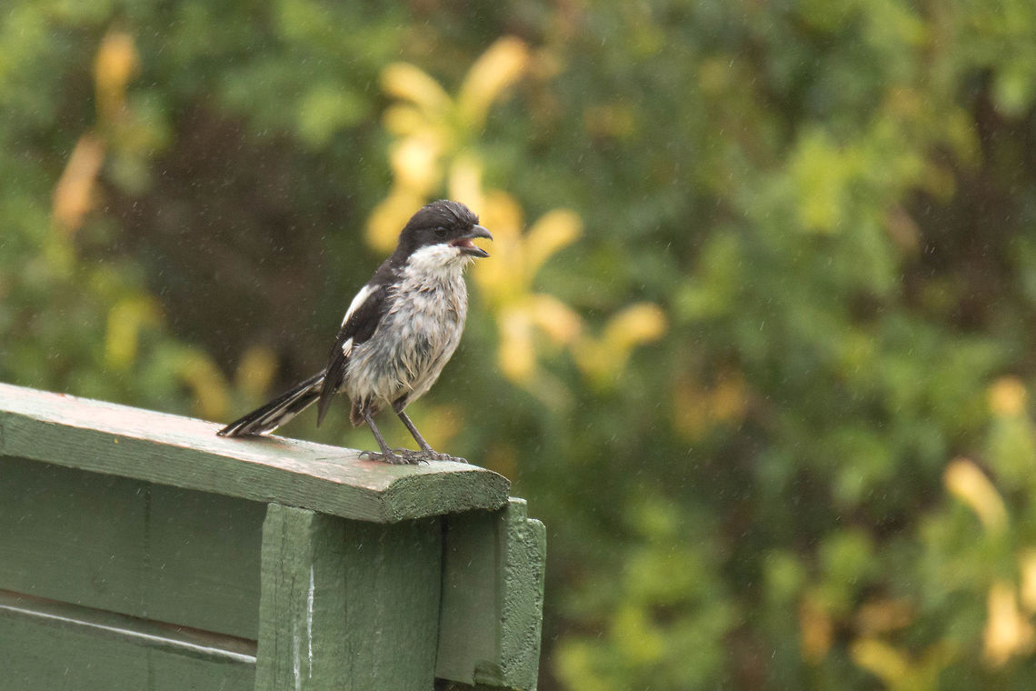 Common Fiscal In these parts still known as a Common Fiscal although Butcher Bird is more appropriate, nasty way of killing their prey! This one was rather soggy! Geotagged,Lanius collaris,South Africa,Southern Fiscal,Winter,birds,shrikes,south africa