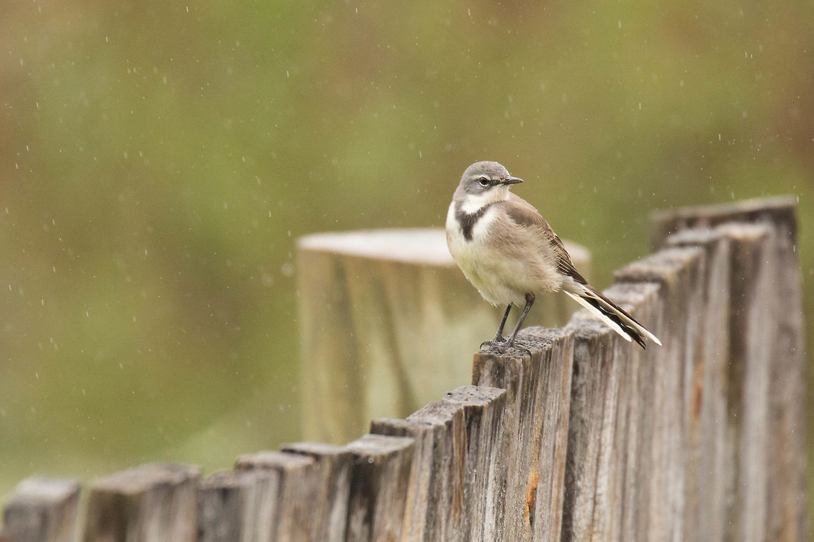 Cape wagtail  Cape Wagtail,Geotagged,Motacilla capensis,South Africa,Winter,birds,south africa,wagtails