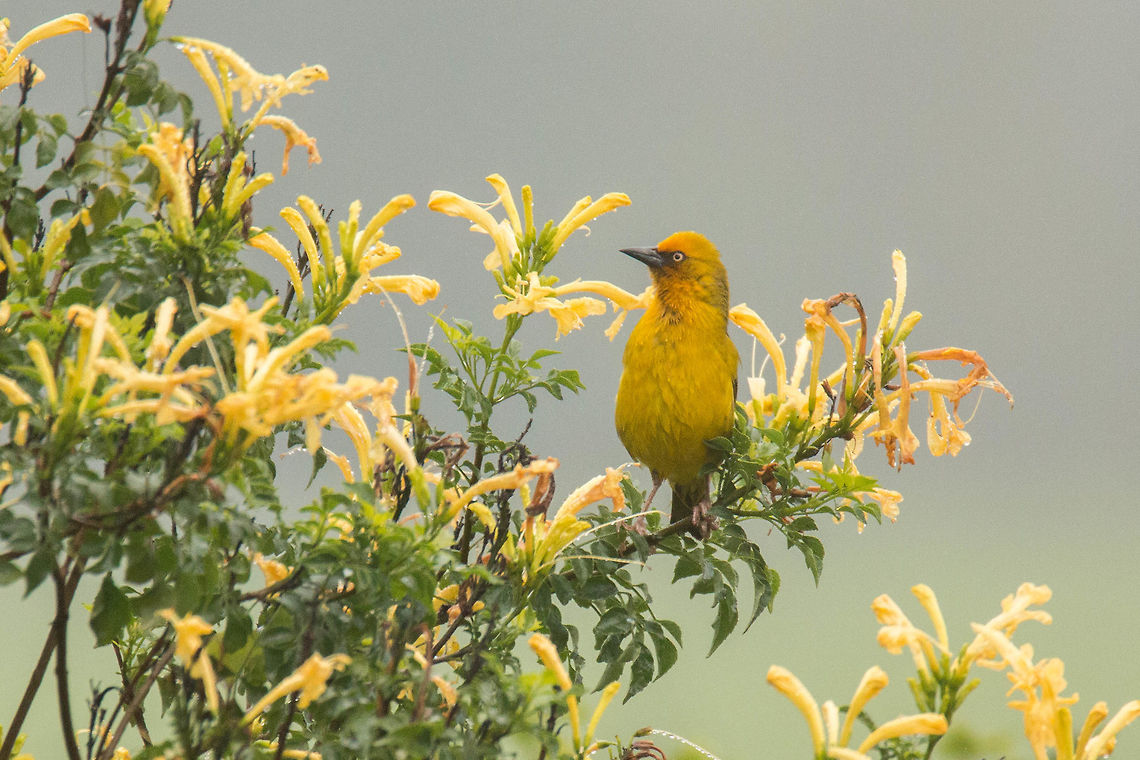 Cape weaver (male)  Cape Weaver,Geotagged,Ploceus capensis,South Africa,Winter,birds,south africa,weavers