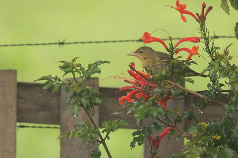 Cape weaver (female) The females are darker and duller than the males, without the spooky eyes. Cape Weaver,Geotagged,Ploceus capensis,South Africa,Winter,birds,south africa,wevers