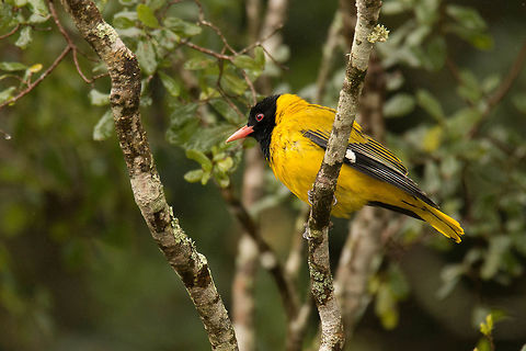 Black-headed oriole  Black-headed Oriole,Geotagged,Oriolus larvatus,South Africa,Winter,bird