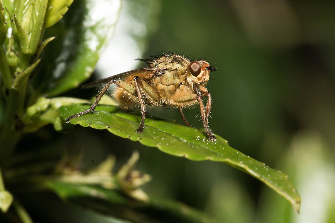 Golden dung fly (male) I found hundreds of these feeding from the flowers around here. Although native to the Northern hemisphere they have been exported to other parts of the world with cattle etc. Geotagged,Golden dung fly,Scathophaga stercoraria,South Africa,Winter,diptera,flies