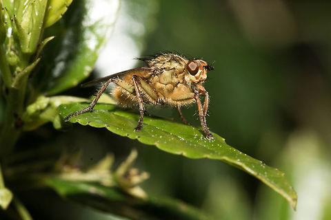Golden dung fly (male) I found hundreds of these feeding from the flowers around here. Although native to the Northern hemisphere they have been exported to other parts of the world with cattle etc. Geotagged,Golden dung fly,Scathophaga stercoraria,South Africa,Winter,diptera,flies
