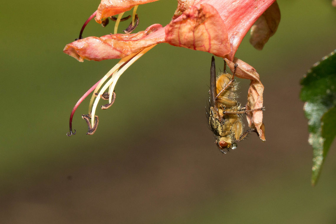 Golden dung fly Loved the little bubble it is blowing! Geotagged,Golden dung fly,Insects,Scathophaga stercoraria,South Africa,Winter,diptera,flies,south africa