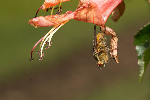 Golden dung fly Loved the little bubble it is blowing! Geotagged,Golden dung fly,Insects,Scathophaga stercoraria,South Africa,Winter,diptera,flies,south africa