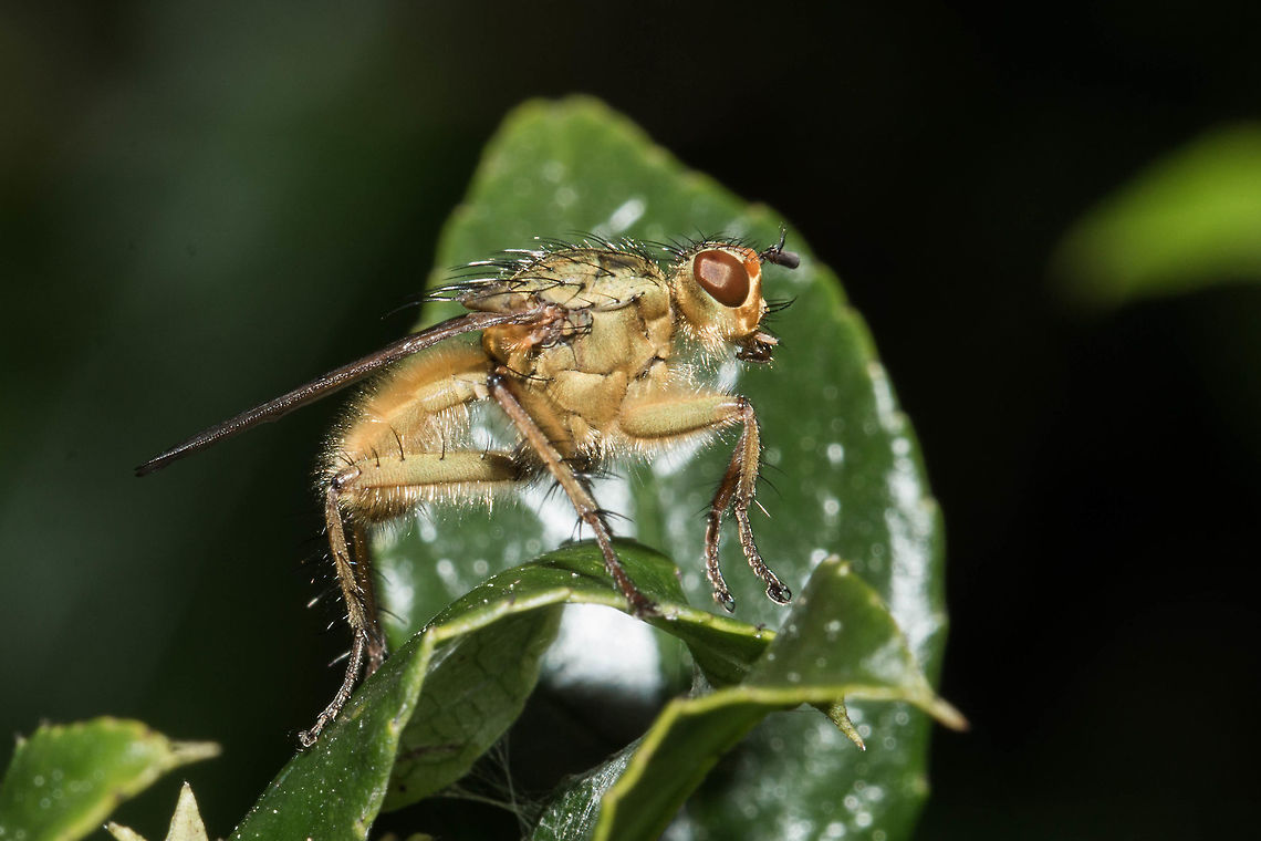 Golden dung fly Posted the wrong photo before but never mind, here is another one! Geotagged,Golden dung fly,Scathophaga stercoraria,South Africa,Winter,diptera,flies,true flies