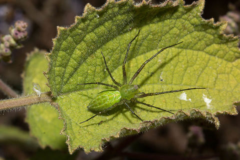 Green lynx spider Not sure of the species Geotagged,South Africa,Winter,arachnids,oxyopida,peucetia,south africa,spiders