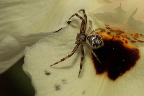 African masked crab spider (Synema)  Geotagged,South Africa,Winter,african masked crab spider,arachnids,crab spiders,spiders,synema