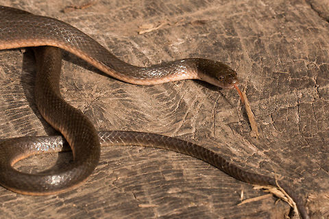 Olive house snake Just managed a quick shot of this lovely little snake before it slithered off. Geotagged,Lamprophis olivaceus,Olive House Snake,South Africa,Winter,reptiles,snakes,south africa