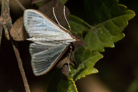 White Pearl Not 100% sure this is the correct ID, in my book is is called P. unionalis but it looks the same as the one on Wiki. Geotagged,Moth Week 2018,Palpita vitrealis,South Africa,Winter,lepidoptera,moths,south africa