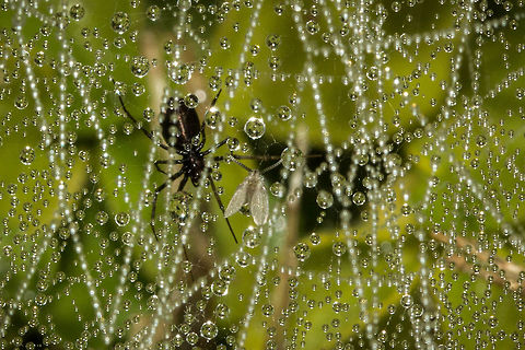 'Come into my parlour' said the spider to the fly No idea what the spider is but the fly is a moth fly of some sort. Geotagged,South Africa,Winter,arachnids,flies,moth flies,south africa,spiders,webs