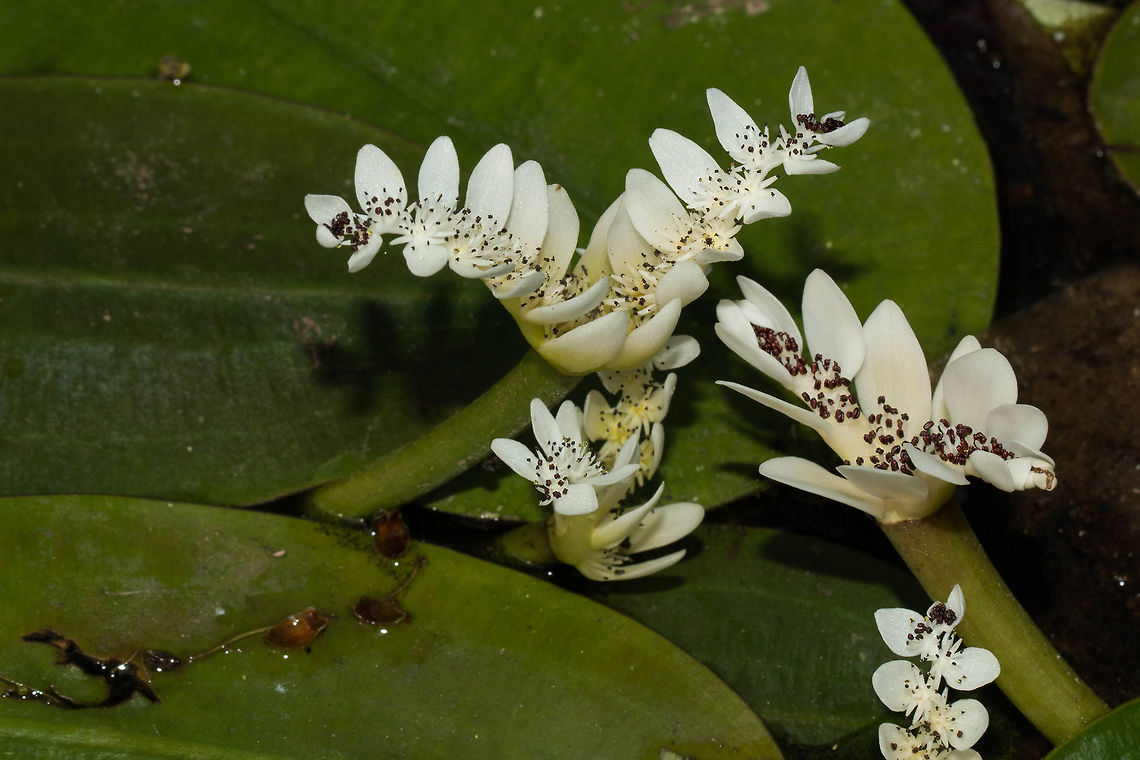 Cape pond weed Locally known by its Afrikaans name 'Waterblommetjie', this plant is quite a delicacy and eaten quite a lot. This is the first time I have seen it actually growing and not in a packet or a tin. So far I have not tried it, perhaps I should! Aponogeton distachyos,Geotagged,South Africa,Winter,flowers,plants,south africa,water plants,water weeds