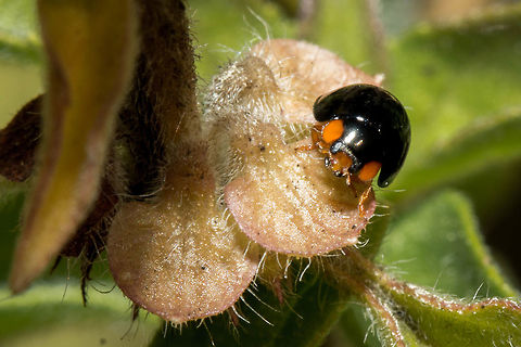 Black mealy bug predator  Black mealy bug predator,Chilocorinae,Chilocorini,Coccinellidae,Exochomus,Exochomus flavipes,Geotagged,Paraexochomus,South Africa,Winter,beetles,insects,ladybirds,south africa