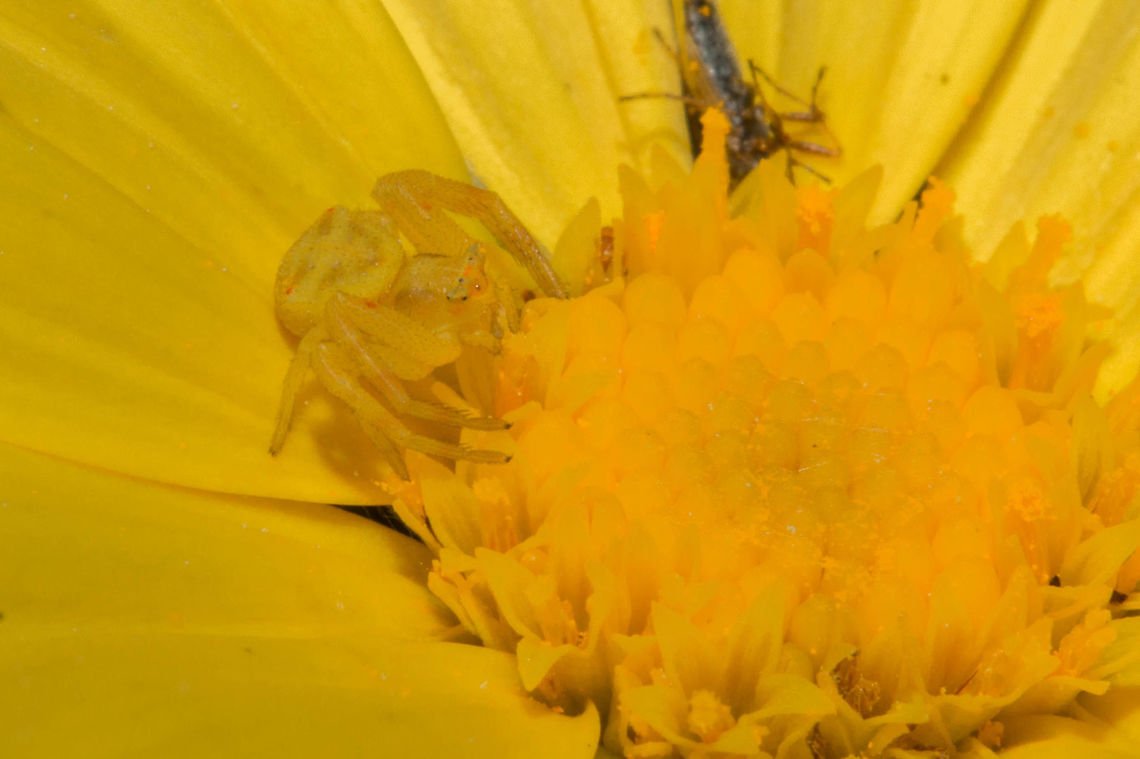 Flower crab spider I have wanted to find one of these for some time and today I got lucky!I probably would have missed it had she not got a big fly in her grip. Such a tiny thing (5mm) and beautifully camouflaged. Geotagged,South Africa,Thomisidae,Thomisus stenningi,Winter,arachnids,crab spiders,south africa,spiders
