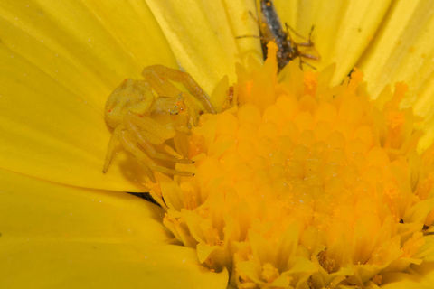 Flower crab spider I have wanted to find one of these for some time and today I got lucky!I probably would have missed it had she not got a big fly in her grip. Such a tiny thing (5mm) and beautifully camouflaged. Geotagged,South Africa,Thomisidae,Thomisus stenningi,Winter,arachnids,crab spiders,south africa,spiders