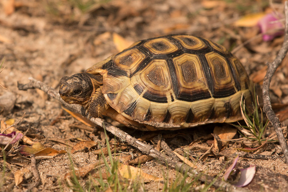 Angulate tortoise Found this little (about 20cm long) tortoise near the beach today searching for flowers to eat. The tortoises are unusual in that they have only a single projecting gular shield; all other land tortoises have a pair. They can drink by sucking water through their nostrils!<br />
Typically a coastal species, they are endemic to the Western Cape from East London (not the UK one!) to the southwestern extremes of Namibia. Angulate tortoise,Chersina angulata,Geotagged,South Africa,Winter,reptiles,tortoises