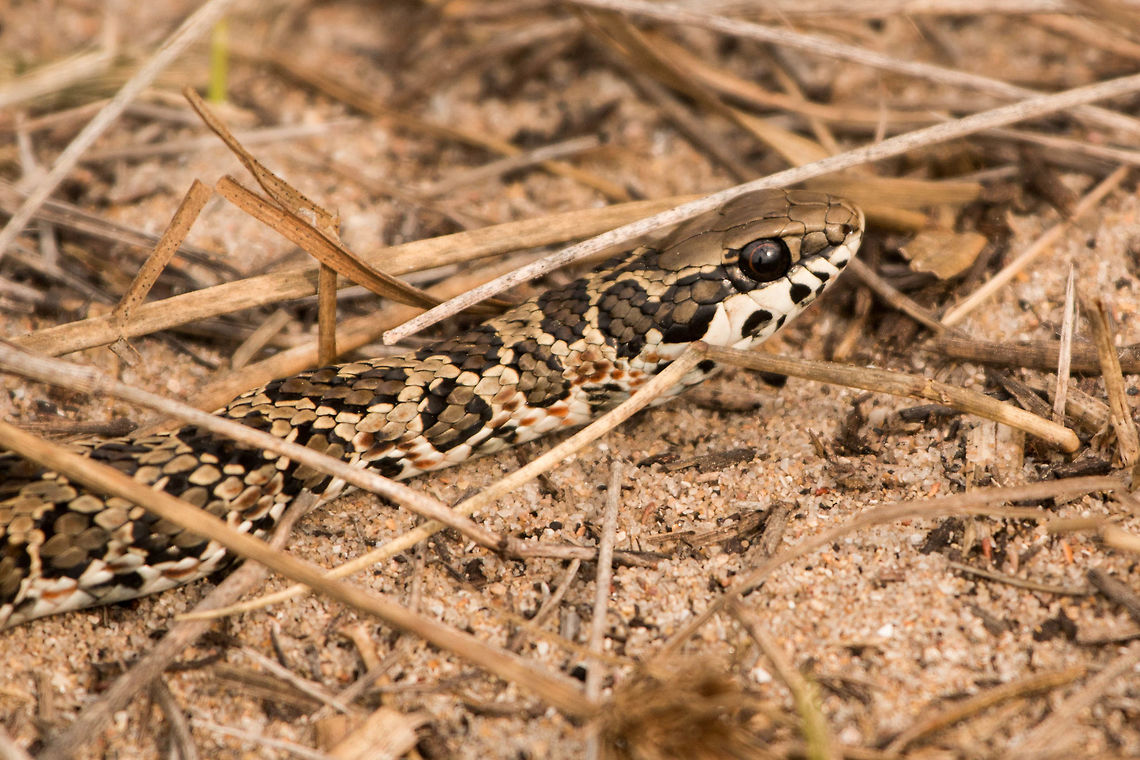 Spotted (or Rhombic) Skaapsteker I almost trod on this little beauty on my way off the beach, it lay there stock still. I didn't get too close at the time as I don't know a lot about snakes so always cautious! Turns out these long but slim snakes have a venom that is not dangerous to humans. Apparently they use speed to escape from predators so obviously it did not consider me to be a threat. Geotagged,Psammophylax rhombeatus,South Africa,Winter,reptiles,rhombic skaapsteker,skaapstekers,snakes,south africa,spotted skaapsteker
