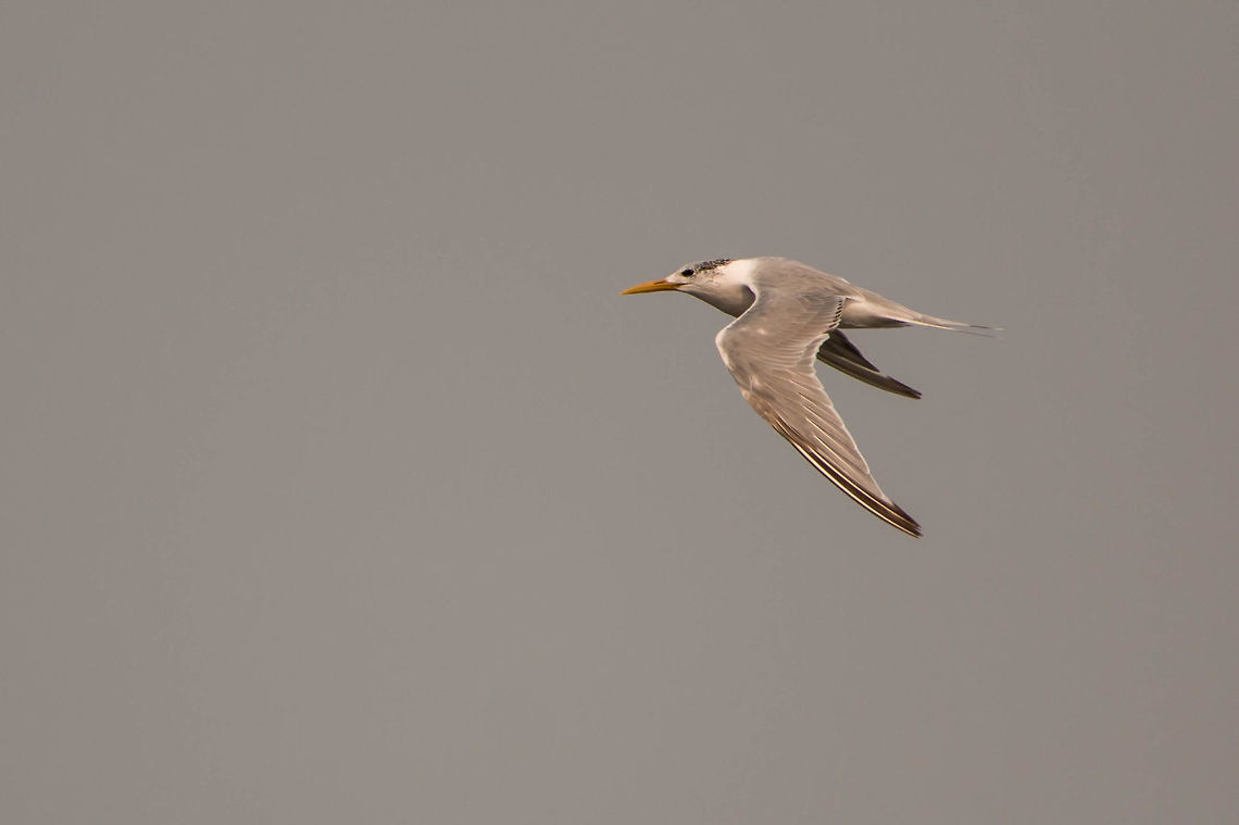 Swift tern (Non breeding)  Geotagged,Greater crested tern,South Africa,Thalasseus bergii,Winter,irds,sea birds