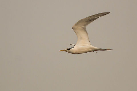 Swift tern (non breeding)  Geotagged,Greater crested tern,South Africa,Thalasseus bergii,Winter,birds,sea birds,south africa