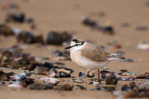 White-fronted Plover I could watch these little plovers all day, they are so amusing! Like little fluffy puffballs, they scurry across the sand at amazing speed, a delight to watch. Charadrius marginatus,Geotagged,South Africa,Winter,birds,plovers,sea birds,white-fronted plover