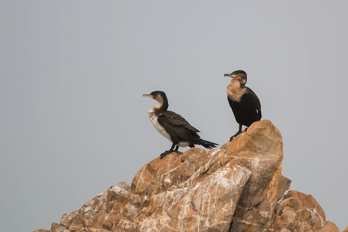 White-breasted cormorant Juvenile (left) and adult (right).<br />
The largest of the African cormorants they are common in South Africa. They can measure between 85-95cm and reach a weight of up to 3.2kg. Geotagged,Phalacrocorax lucidus,South Africa,White-breasted Cormorant,Winter,birds,sea birds,south africa,water birds