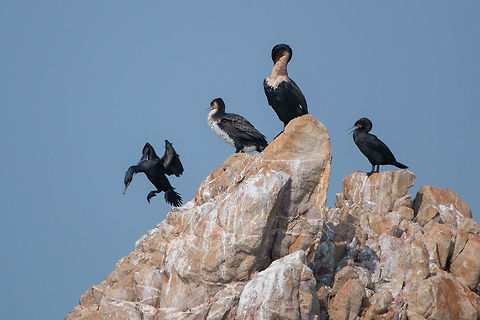 Cape cormorant and White-breasted cormorant The Cape cormorants are on the right and coming in to land on the left. 
The Cape cormorants often occur in large flocks, flying over the sea in long lines giving them the Afrikaans name 'Trekduiker'. Cape cormorant,Geotagged,Phalacrocorax capensis,South Africa,Winter,birds,cormorants,sea birds,south africa,water birds