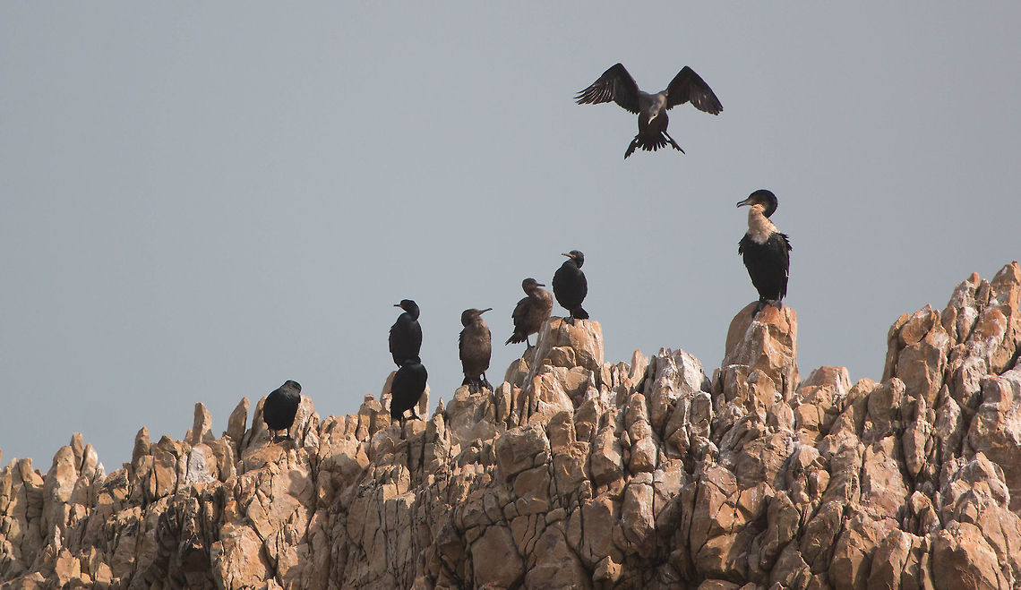 A popular rock! A White-breasted cormorant (far right) is joined by seven Cape cormorants. The two paler ones in the middle are juveniles. Cape cormorant,Geotagged,Phalacrocorax capensis,South Africa,Winter,birds,cormorants,sea birds,south africa,water birds