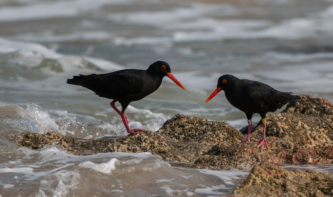 Oystercatchers The one on the right has quite a collection of leg bands. The oystercatchers are part of a conservancy project and live in a protected area known as the Goukamma Nature Reserve and Marine Protected Area. African oystercatcher,Geotagged,Haematopus moquini,South Africa,Winter,birds,conservancy,protected,sea birds,south africa,water birds