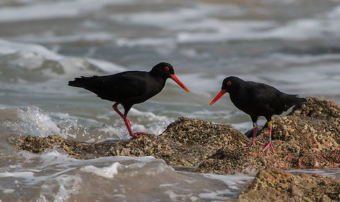Oystercatchers The one on the right has quite a collection of leg bands. The oystercatchers are part of a conservancy project and live in a protected area known as the Goukamma Nature Reserve and Marine Protected Area. African oystercatcher,Geotagged,Haematopus moquini,South Africa,Winter,birds,conservancy,protected,sea birds,south africa,water birds