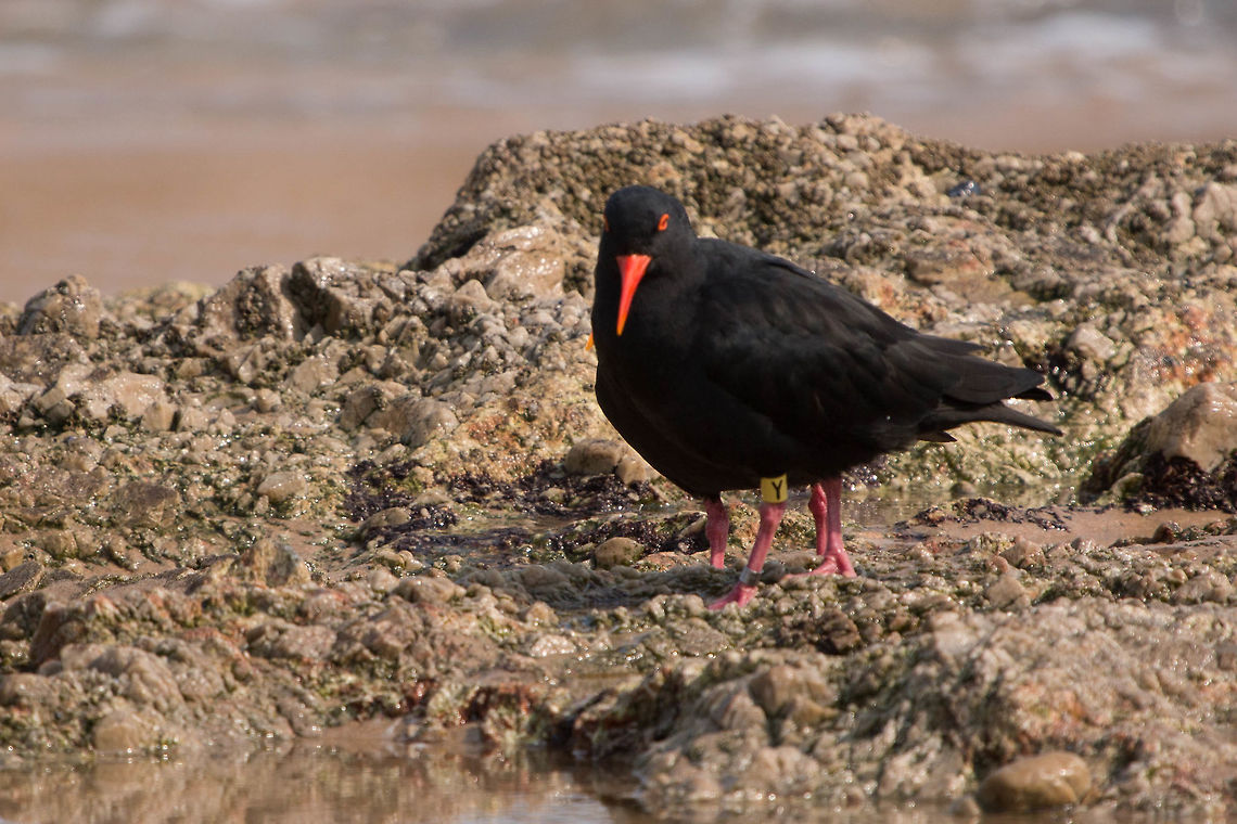 The incredible four-legged bird! Not the best quality photo but too funny not to share I thought! The one behind had its head down. African oystercatcher,Haematopus moquini,birds,oystercatchers,sea birds,south africa,water birds