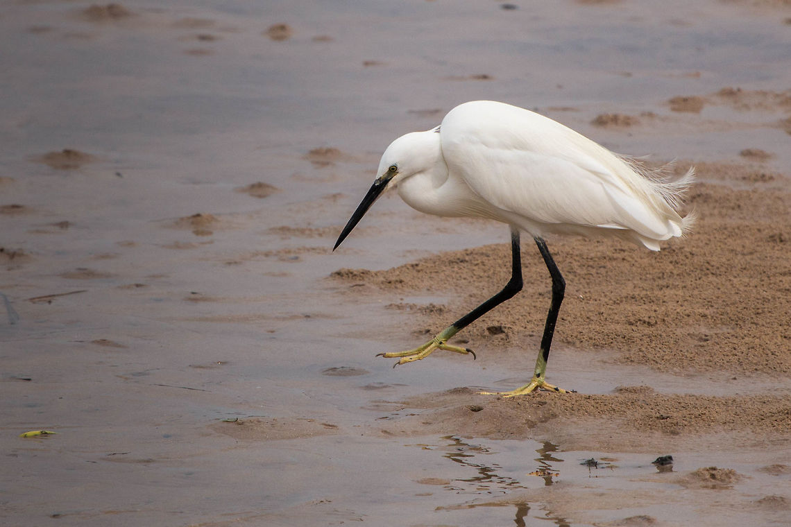 Little egret On the Goukamma estuary near Buffalo Bay Egretta garzetta,Geotagged,Little Egret,South Africa,Winter,birds,egrets,south africa,water birds