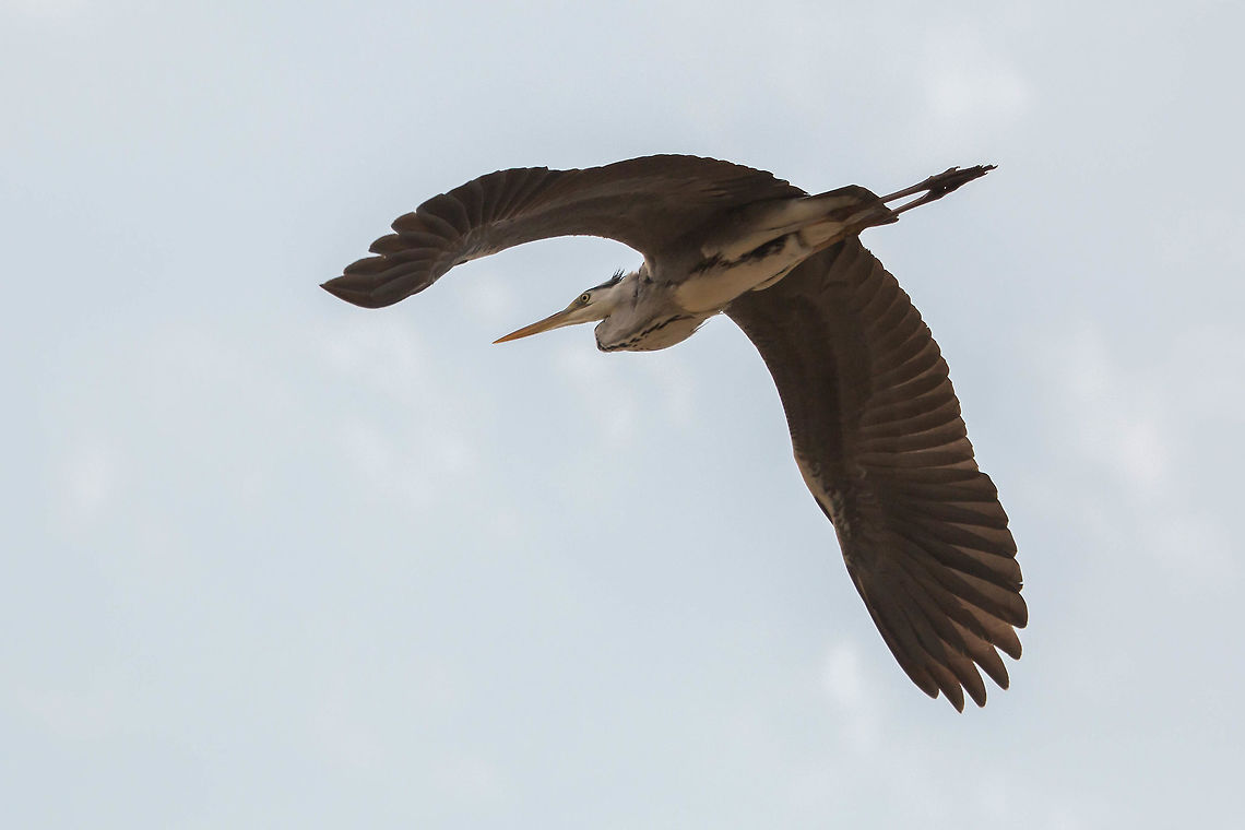 Heron in flight I wasn't expecting to find a heron on the beach, just managed to snap it before it flew away. Ardea cinerea,Geotagged,Grey heron,South Africa,Winter,birds,herons,south africa,water birds