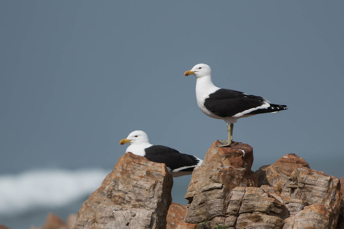 Kelp gulls Seagulls may be the most common sea birds but I still find them beautiful and quite magnificent. Geotagged,Kelp Gull,Larus dominicanus,South Africa,Winter,birds,gulls,seabirds,seagulls,south africa,water birds