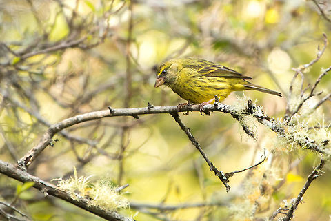 Forest canary Looks more like Angry Bird! Forest canary,Geotagged,Serinus scotops,South Africa,Winter,birds,canaries