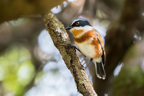 Cape batis (female) Quite different to the male, not having the black bib. Batis capensis,Cape Batis,Geotagged,South Africa,Winter,birds,south africa