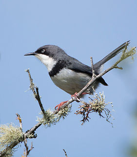 Bar-throated apalis These birds can all look quite different, the barring ranges from very fine to quite broad as it is here.
Not happy with the crop on this but there was a very distracting branch that just had to go! Apalis thoracica,Bar-throated apalis,Geotagged,South Africa,Winter,birds,south africa