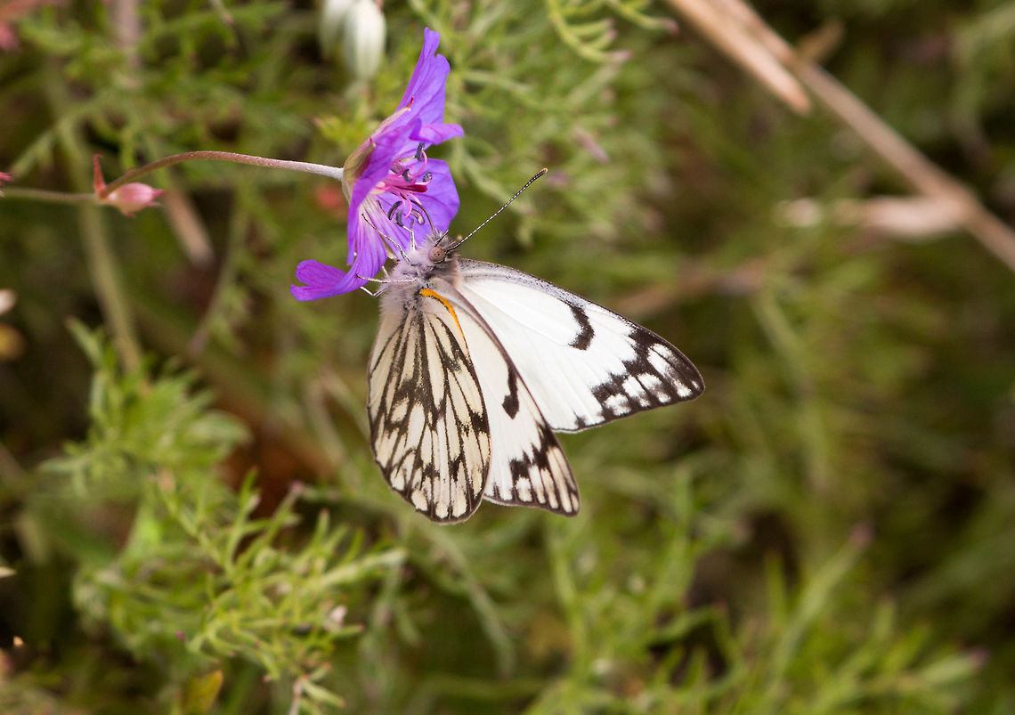 African veined white Absolutely amazed at the clarity of this considering I took it with a 100-400 zoom. Very impressed with this lens! African veined white,Belenois gidica,Geotagged,South Africa,Winter,butterflies,lepidoptera,south africa