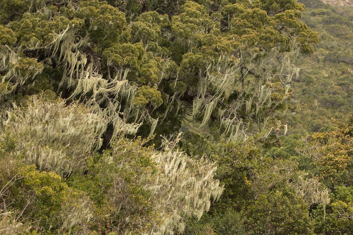Old man's beard (Usnea spp.) I have always found this lichen fascinating, the way it covers trees like dense cobwebs. Many of the trees in the forests of South Africa are covered with this stuff, love it! Fungi,Geotagged,Od man's beard,South Africa,Usnea,Winter,lichen,south africa