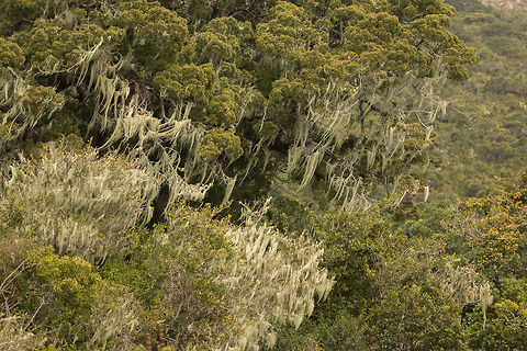 Old man's beard (Usnea spp.) I have always found this lichen fascinating, the way it covers trees like dense cobwebs. Many of the trees in the forests of South Africa are covered with this stuff, love it! Fungi,Geotagged,Od man's beard,South Africa,Usnea,Winter,lichen,south africa
