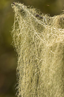Old man's beard (Usnea spp.) - close-up Looking at it closely,it really does resemble coarse hair, just like a beard! Geotagged,Old man's beard,South Africa,Usnea,Winter,fungi,lichen,south africa