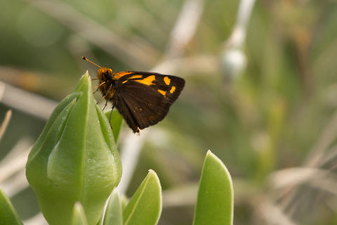 Gold spotted sylph, closed wings  Geotagged,Gold Spotted Sylph,Metisella metis,South Africa,Winter,butterflies,lepidoptera,south africa