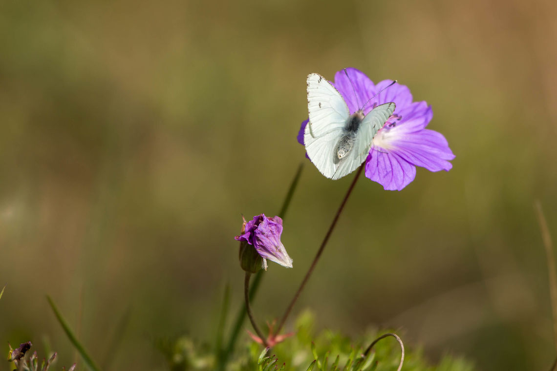 African small white Not 100% sure of ID as I am not sure the dots are in the right place. Waiting for confirmation unless anyone here can help? I certainly looks a lot different to the other photo posted but very similar to the one in my book. I do know that there is a yellow form though. African Small White,Dixeia charina,Geotagged,South Africa,Winter,butterflies,lepidoptera