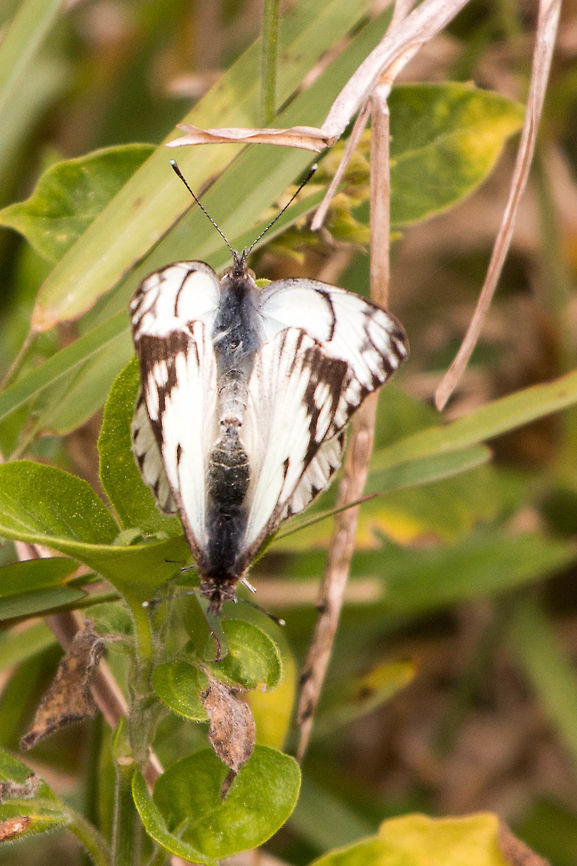 Pair of African veined whites When I downloaded this photo I thought I had stumbled upon a whole new species! But then I realised that it was two joined together...in matrimony! African veined white,Belenois gidica,Geotagged,South Africa,Winter,butterflies,lepidoptera,south africa