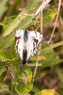 Pair of African veined whites When I downloaded this photo I thought I had stumbled upon a whole new species! But then I realised that it was two joined together...in matrimony! African veined white,Belenois gidica,Geotagged,South Africa,Winter,butterflies,lepidoptera,south africa