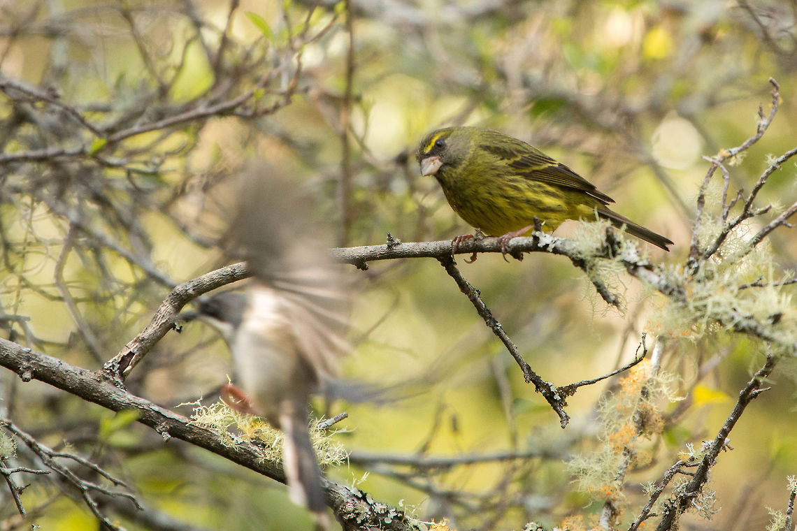 Who goes there? Forest canary being photobombed by the ghost of a Bar-throated apalis! Forest canary,Geotagged,Serinus scotops,South Africa,Winter,birds,canaries,south africa