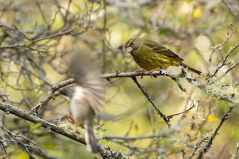 Who goes there? Forest canary being photobombed by the ghost of a Bar-throated apalis! Forest canary,Geotagged,Serinus scotops,South Africa,Winter,birds,canaries,south africa