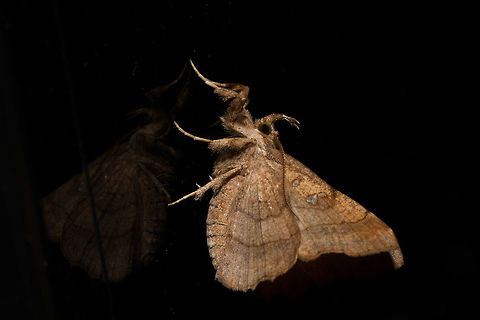 Moth I have no idea what this is but it has been sitting on my computer screen surveying Jungle Dragon for the last half hour. So the least I could do is take a photo of it! I am sitting outside in the cold as it is the only place I can get internet :( Geotagged,Moths,South Africa,Winter,lepidoptera,south africa