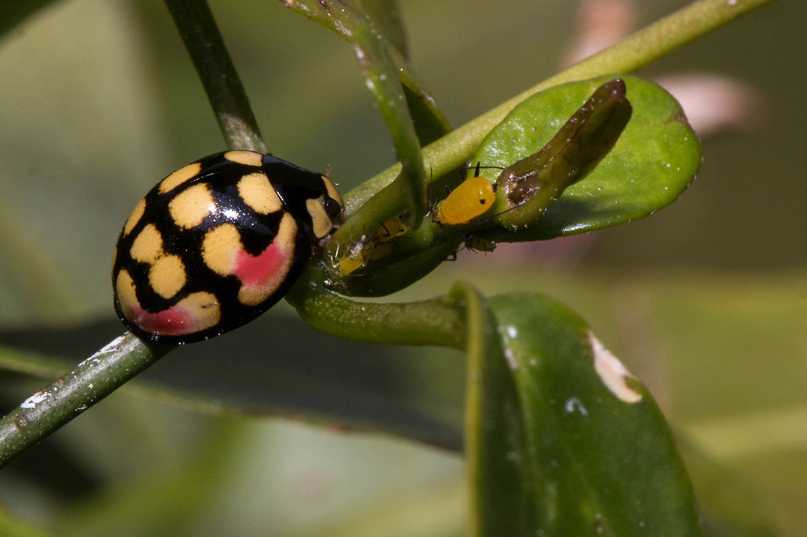 Lunate ladybird These ladybirds come with a variety of spot colors from red to yellow. Never seen one before so happy! Cheilomenes lunata,Coccinellidae,Coccinellinae,Geotagged,South Africa,Winter,beetles,coleoptera,ladybirds,south africa