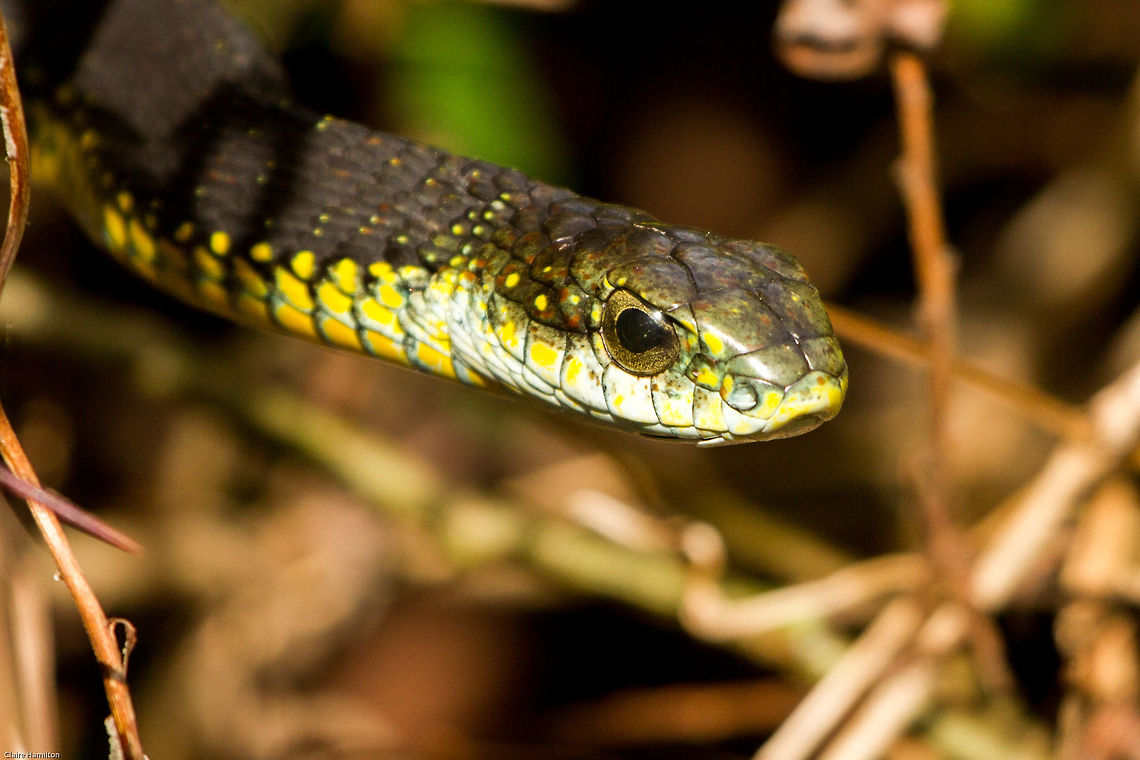 Boomslang The closest I have ever come to one of these, and a little too close. Normally these snakes are very shy but this one was out hunting and certainly not happy with my presence. I had back up though, a pair of robins protecting their young launched an all out assault on the poor guy! Boomslang,Dispholidus typus,reptiles,snakes,south africa